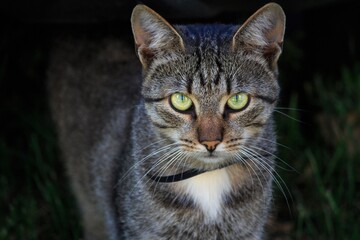 Portrait of tabby adorable cat at spring  walk
