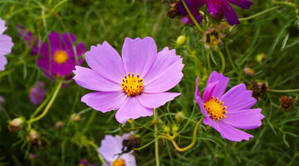 色とりどりのコスモスの花は季節感があります