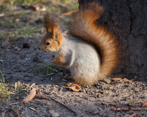 Adorable squirrel at autumn park