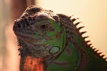 Portrait of iguana in terrarium closeup