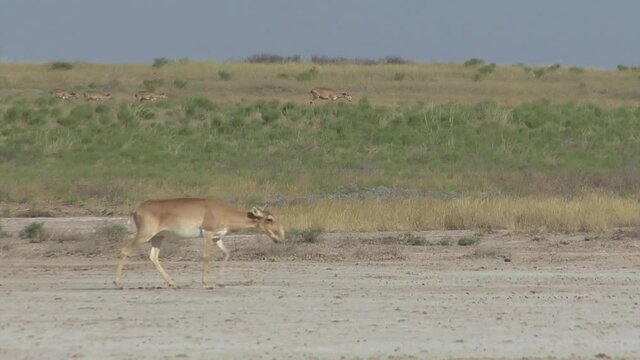 Kalmykia, nature reserve. A herd of saigas on a dry salt lake.
