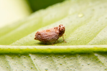 Close up of the Brown planthopper on green leaf in the garden. Macro of Nilaparvata lugens (Stal) on green brunch with blurred of green background
