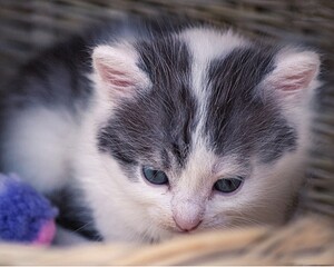 Little kitten in a wicker basket closeup