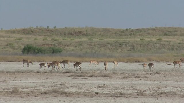 Kalmykia, nature reserve. A herd of saigas on a dry salt lake.