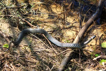 A snake crawling out of the river to the sandy shore