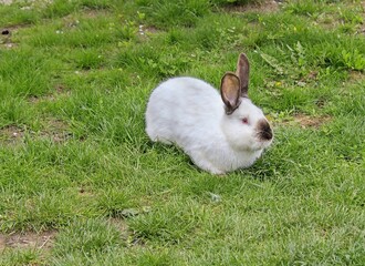 Naklejka premium White rabbit on green grass