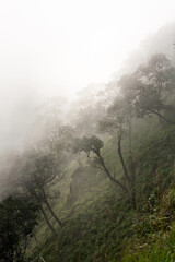 trees in a green forest with forest