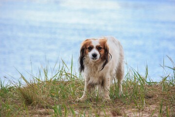 Cute dog spaniel breed on the river bank

