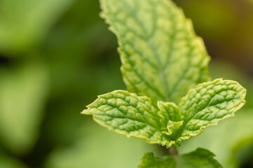 Mint leaves, herbs or vegetables, plants are useful in cooking as herbs and extracted into the smell peppermint.
