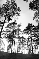 Pine silhouette and Sunset