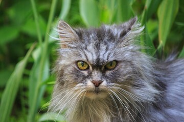 Portrait of Persian old cat on garden flower bed
