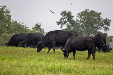 A herd of hornless black cows grazes in the meadow