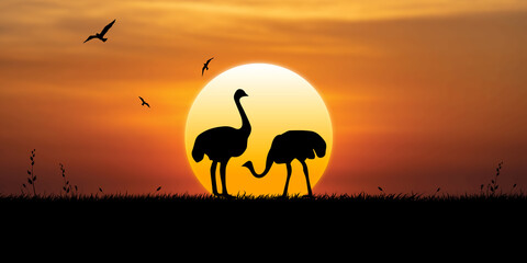Ostriches walking in nature at sunset, birds fly in the sky