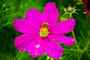 Obraz premium Cosmea mit Biene IV