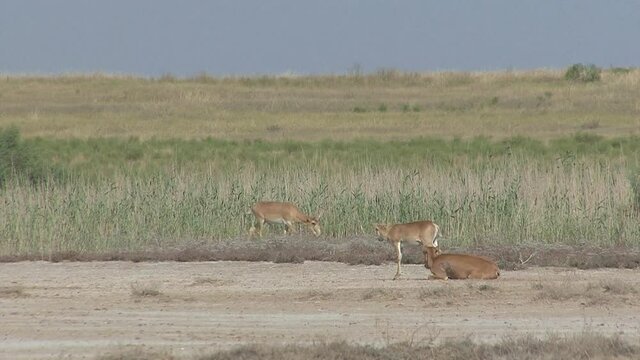 Kalmykia, nature reserve. A herd of saigas on a dry salt lake.