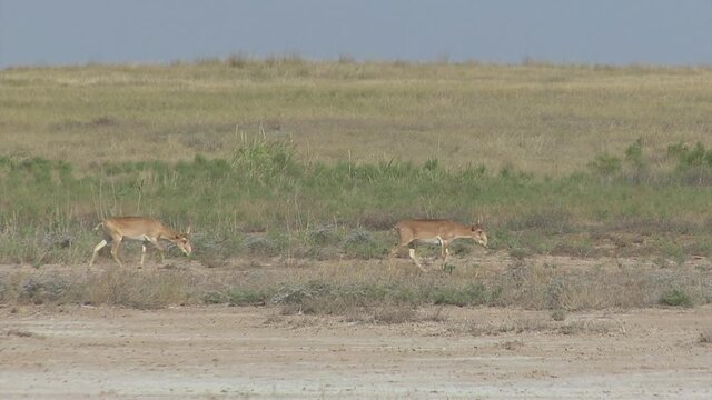 Kalmykia, nature reserve. A herd of saigas on a dry salt lake.