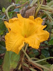 pumpkin in the garden