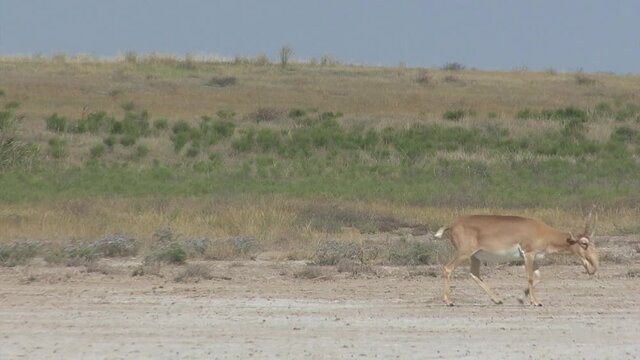Kalmykia, nature reserve. A herd of saigas on a dry salt lake.