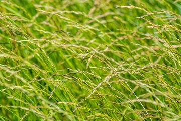 Blurred green background of fresh grass, texture for design and advertising.