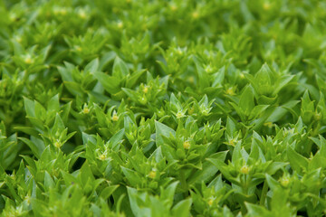 fresh green plants macrophoto textured background