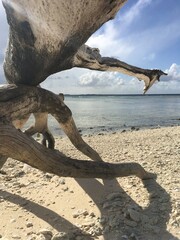 Driftwood logs on an island beach