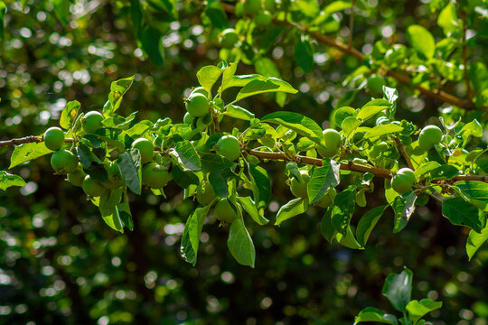 Young fruits of apples on a tree branch, picture for design