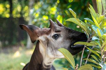 オカピ。オカピは世界三大珍獣の一種類です。 © lastpresent