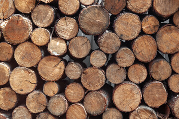 wooden felling trees wood round testatured background