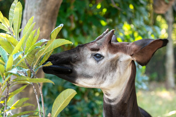 葉っぱを食べるオカピ。世界三大珍獣。 © lastpresent
