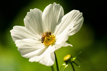 Obraz premium Cosmea mit Biene I