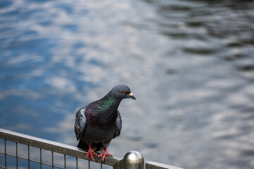 a multi-colored dove looks with interest on the sides