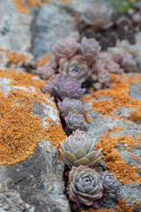 Succulent plants against the background of stones in nature macrophoto textured background