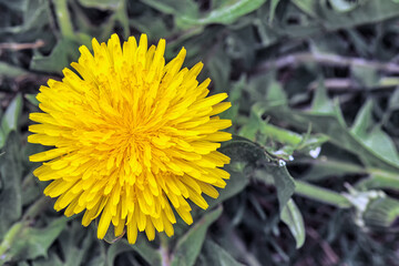 dandelion blossom in the meadow