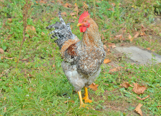Speckled cock