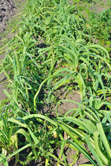 Obraz premium Plants of leek