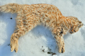 Dead wild cat