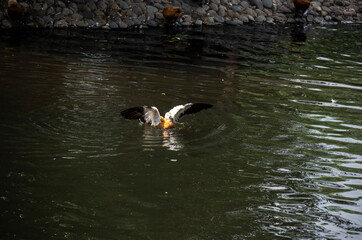 duck on the lake with spread wings