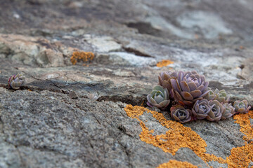 Succulent plants against the background of stones in nature macrophoto textured background