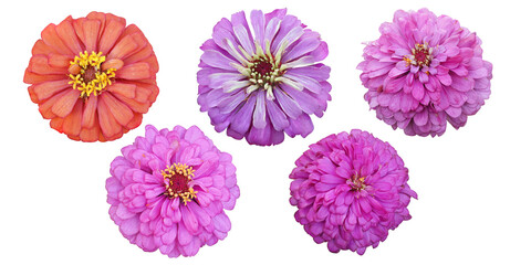 Set freshness zinnia isolated blooming on White Background  with clipping path. 