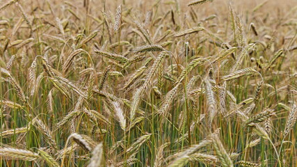 Beautiful ripening ears of wheat on field on Sunny summer day, cereals, agriculture, bread, farming texture for background