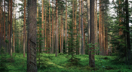 Dense pine forest - obrazy, fototapety, plakaty