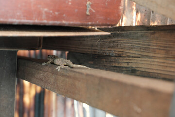小屋の中で休んでいた後ろ姿のヤモリ