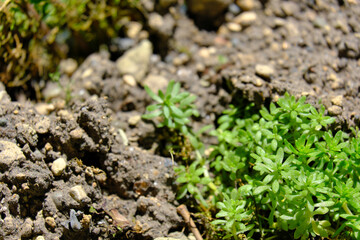 土に栄養を貰いながら進む苔