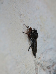 mosquito sucking blood extreme macro