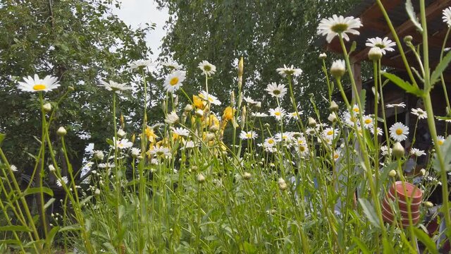 White flowers daisies or chamomile in a flower bed in a garden swaying in a light breeze. Selective focus
