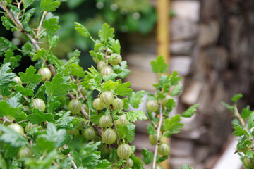 Bunch of ripe gooseberries on a branch. Fresh green gooseberries. Preparation of firewood for the winter.