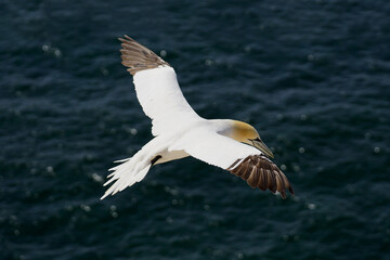 Gannet in Flight