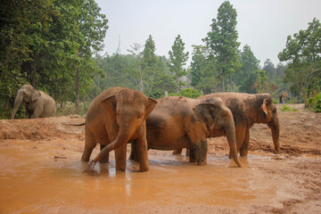 Naklejka na ściany i meble Thai elephants in the big forest