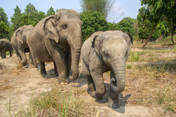 Thai elephants in the big forest