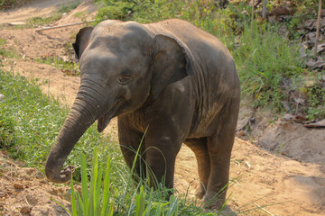 Obraz premium Thai elephants in the big forest